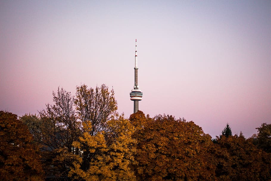 canada, toronto, trinity bellwoods park, cn tower, forest, tree, HD wallpaper