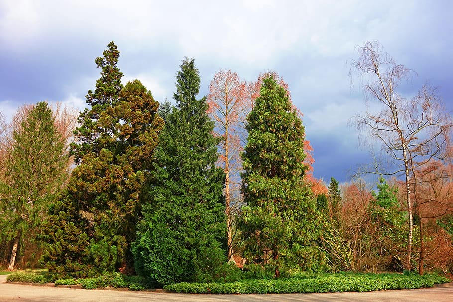 conifer, pine, pine tree, evergreen, row, park, landscape, plant HD wallpaper