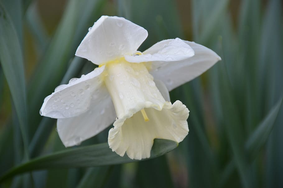 daffodil, spring, easter, garden, spring flower, harbinger of spring HD wallpaper
