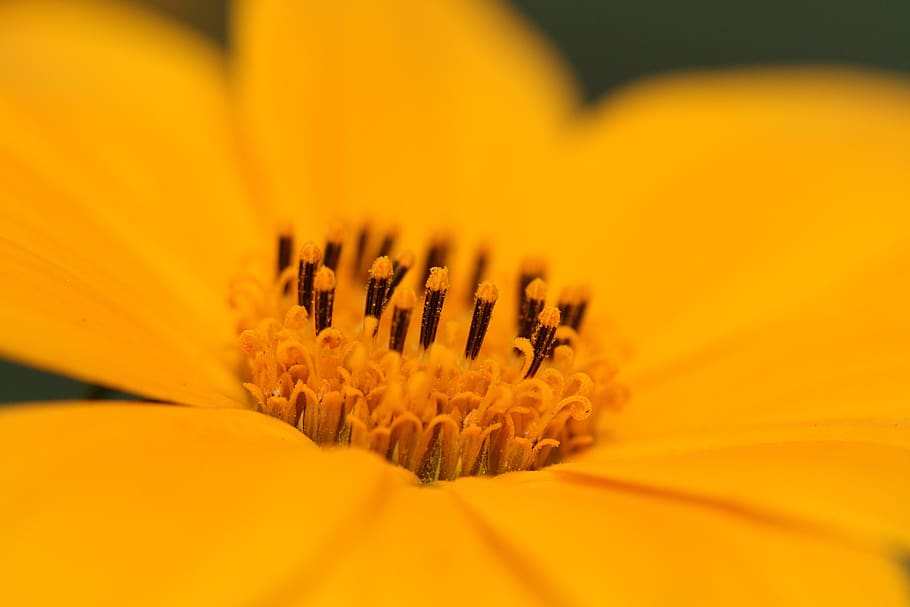 flower, orange, yellow, pollen, selective focus, close-up, flowering plant HD wallpaper