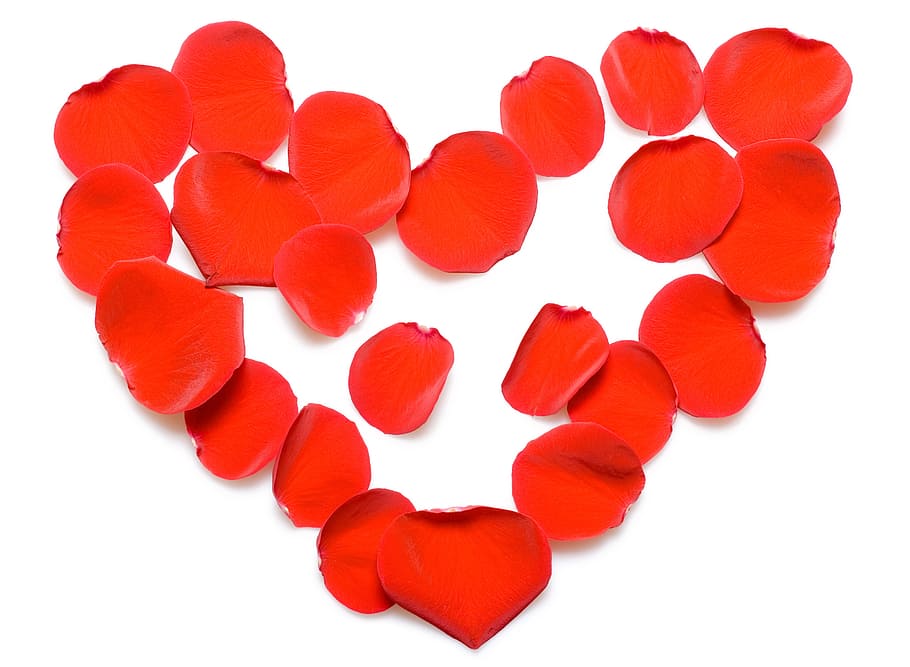 con2011, rose, petals, red, white background, cut out, heart shape HD wallpaper