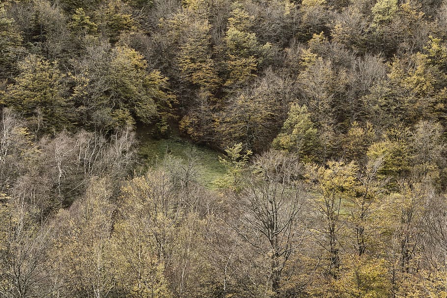 beeches, forest, trees, landscape, asturias, plant, growth HD wallpaper