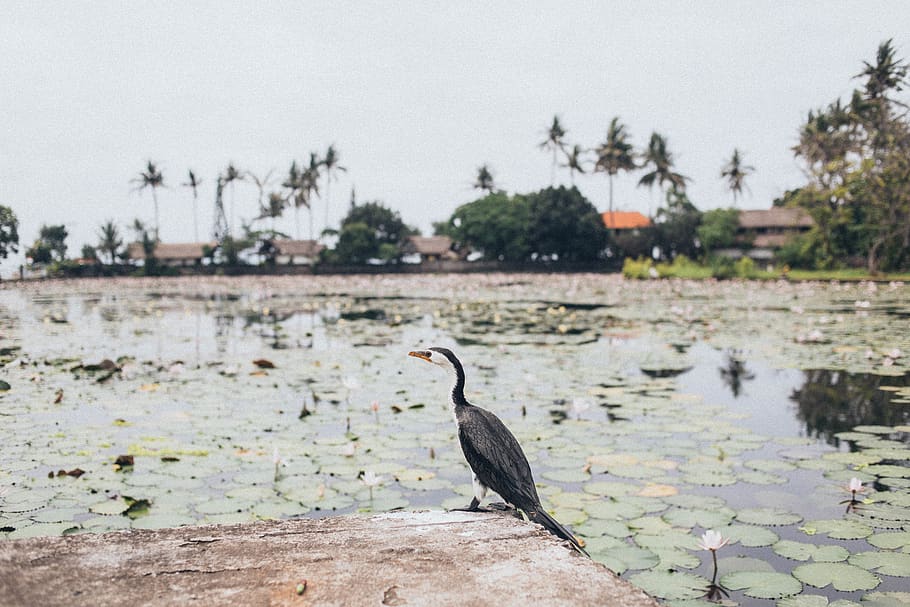 Black Bird Near Pond, animal, animals in the wild, animal themes HD wallpaper