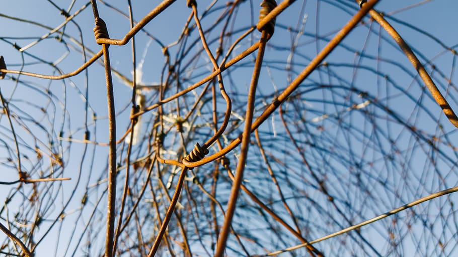 plant, sky, no people, nature, day, branch, low angle view HD wallpaper