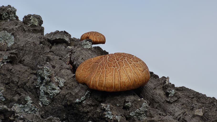 mushroom, tree, trunk, autumn, no people, nature, fungus, rock HD wallpaper