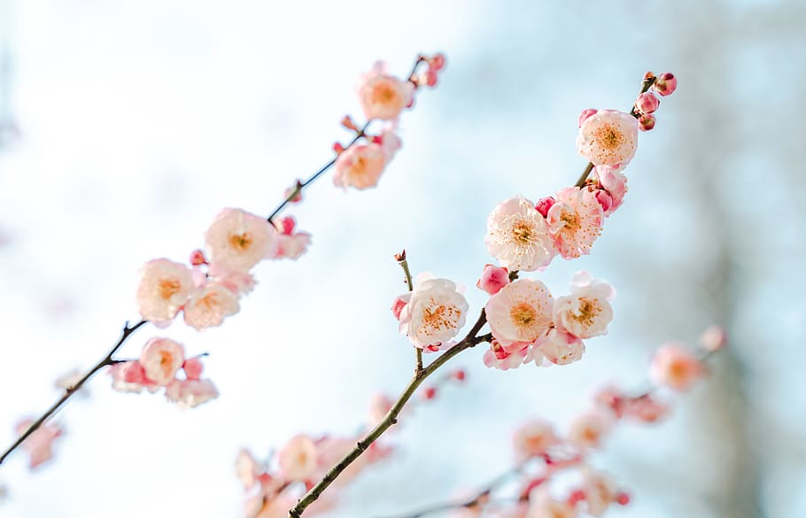 beige-petaled flowers, plant, beauty in nature, flowering plant HD wallpaper