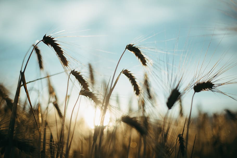 peru, cusco, golden hour, wheat, field, macro, sunrise, plant HD wallpaper