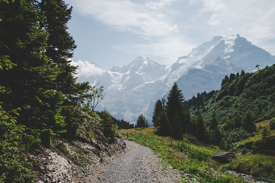snow cape mountain, gravel, road, dirt road, tree, plant, fir HD wallpaper