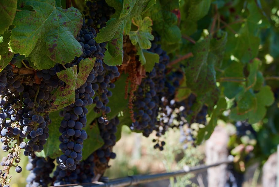 wine, grapes, vineyard, fruit, winegrowing, grapevine, vines HD wallpaper