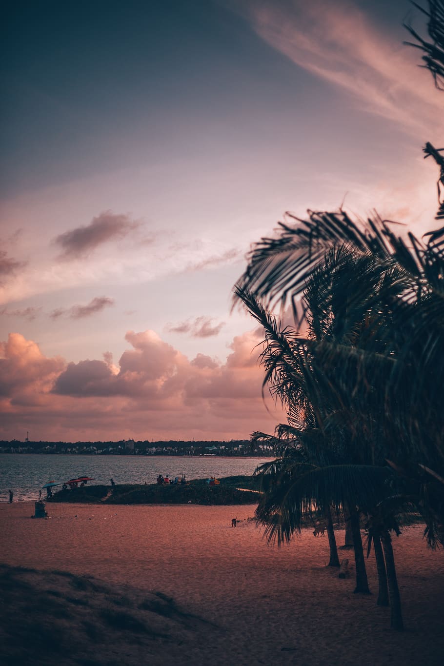 brasil, palms, sunset, beach, brazil, summer, trees, photographer HD wallpaper