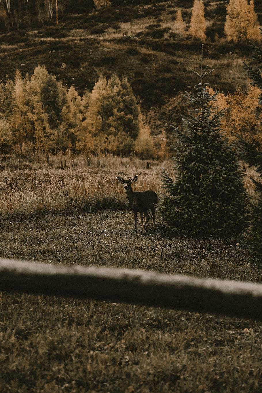 brown deer beside pine tree, animal themes, mammal, one animal HD wallpaper