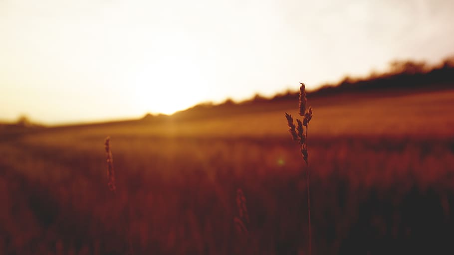Selective Focus Photography of Plant Overlooking Sunset, blurred background HD wallpaper