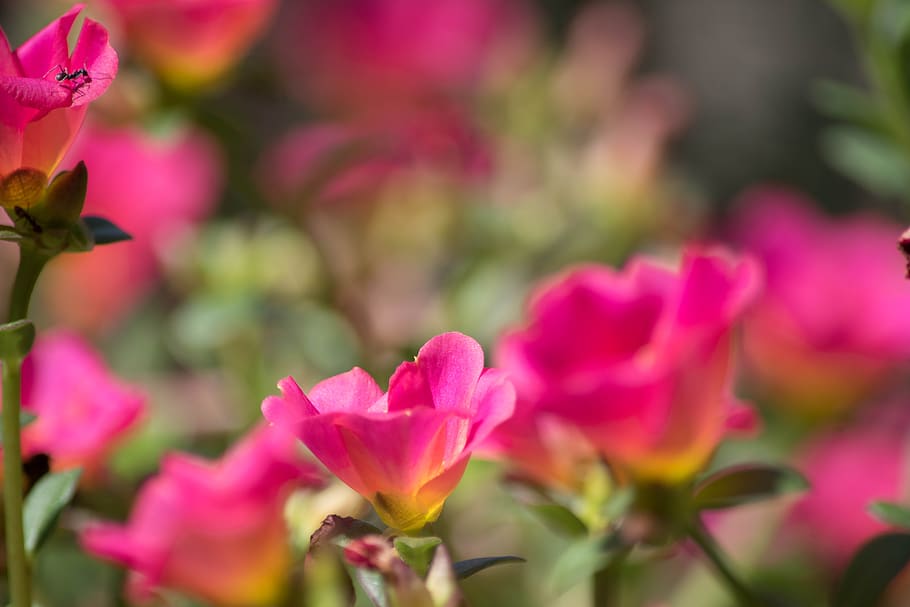 flowers, nature, light, flowering plant, pink color, beauty in nature HD wallpaper
