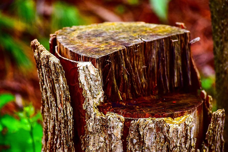 Tilt Shift Photo Of Log, stump, tree, tree log, tree stump, wood - material HD wallpaper