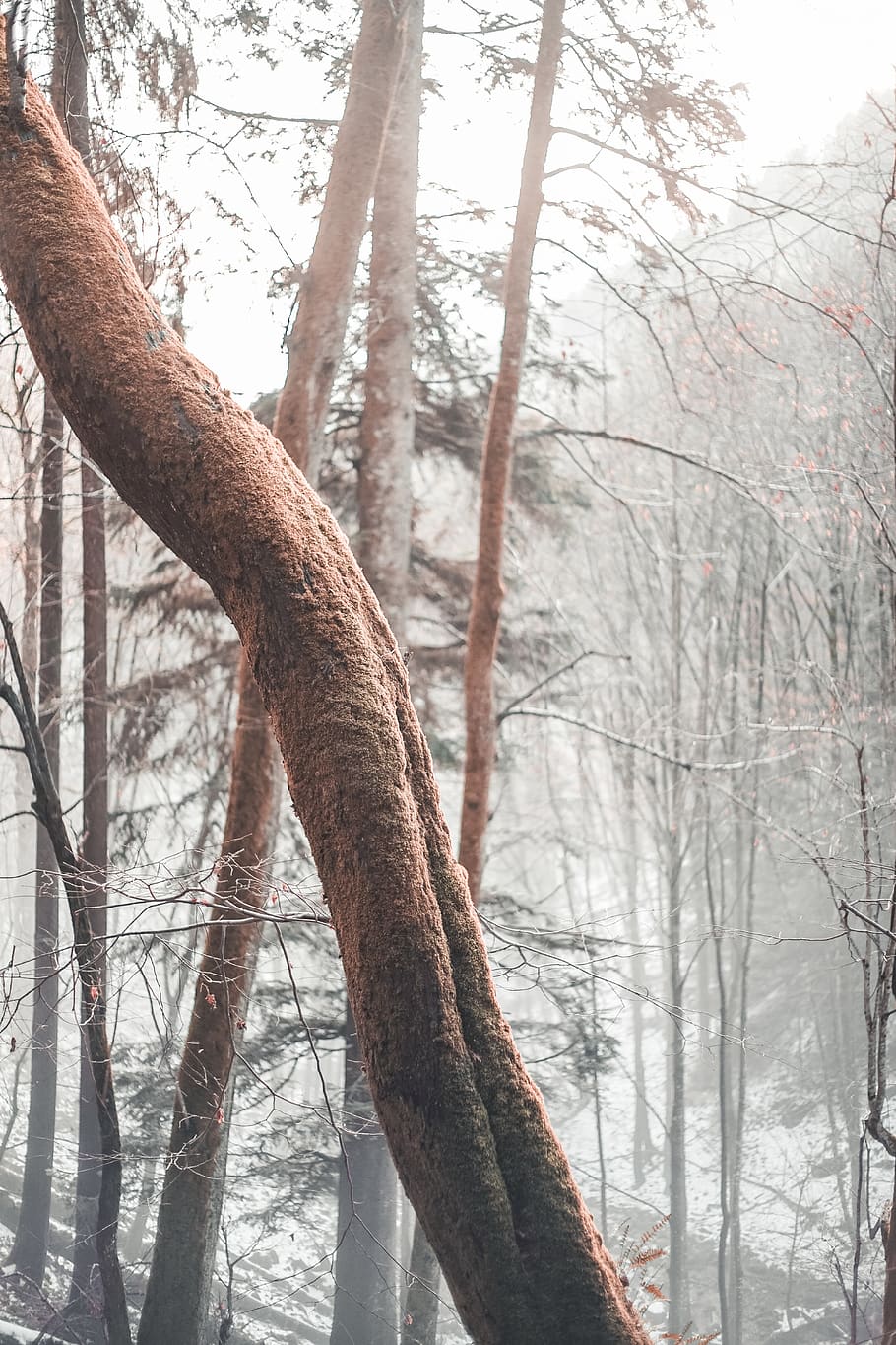 brown tree branch covered in mist, mountain, blue, orange, sky HD wallpaper