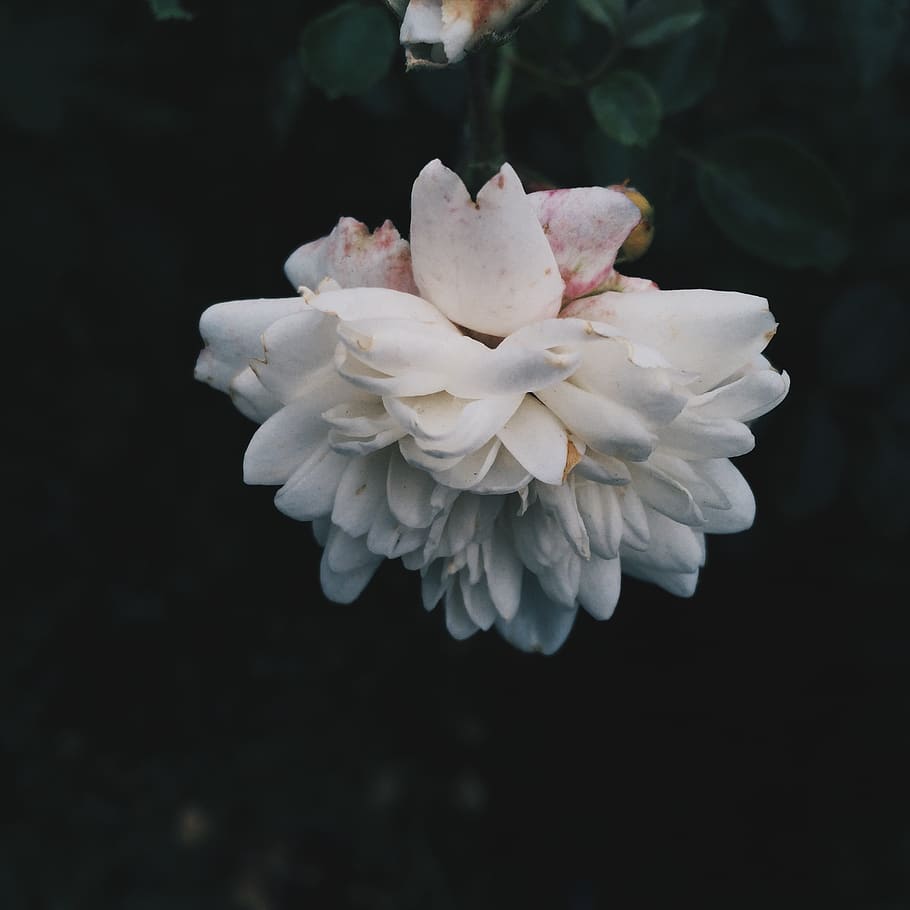 White Flower On A White Background 4K Phone Wallpaper