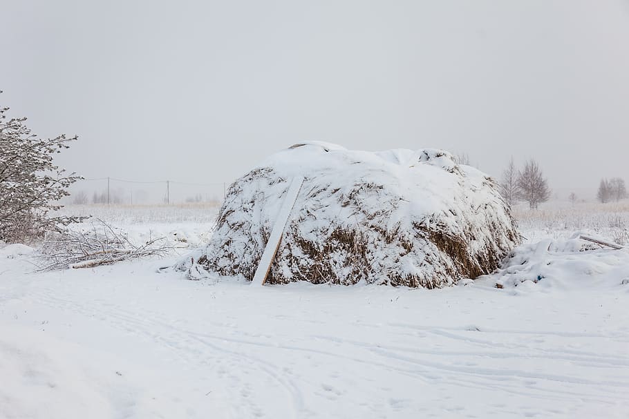 winter, rick, snow, white, russia, cold, frost, field, cold temperature HD wallpaper