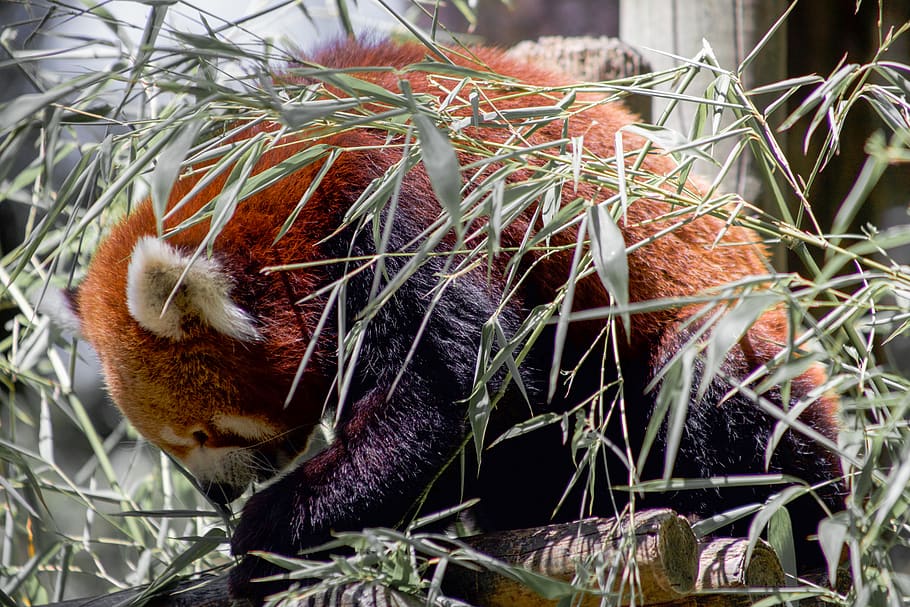 close-up photography of red panda, animal, mammal, wildlife, lesser panda, HD wallpaper