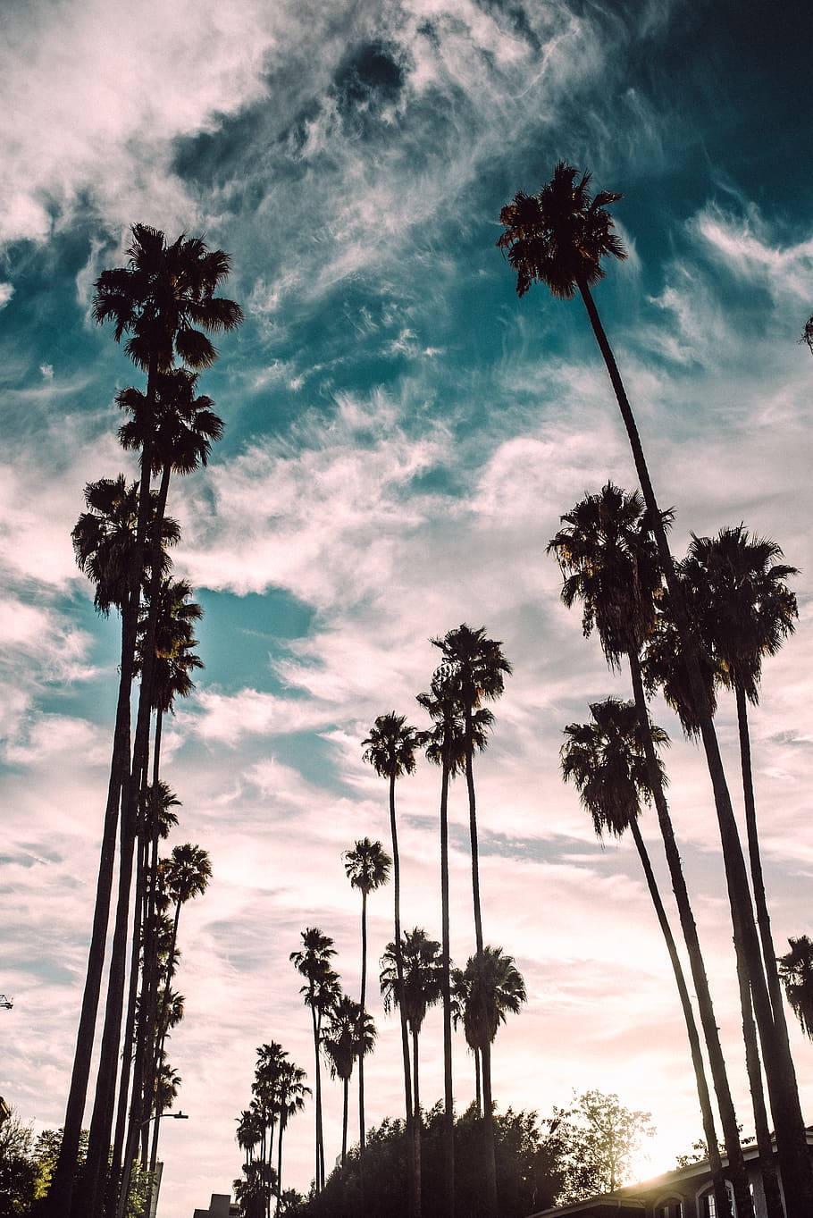 Hd Wallpaper Los Angeles United States Palm Trees Sunset La