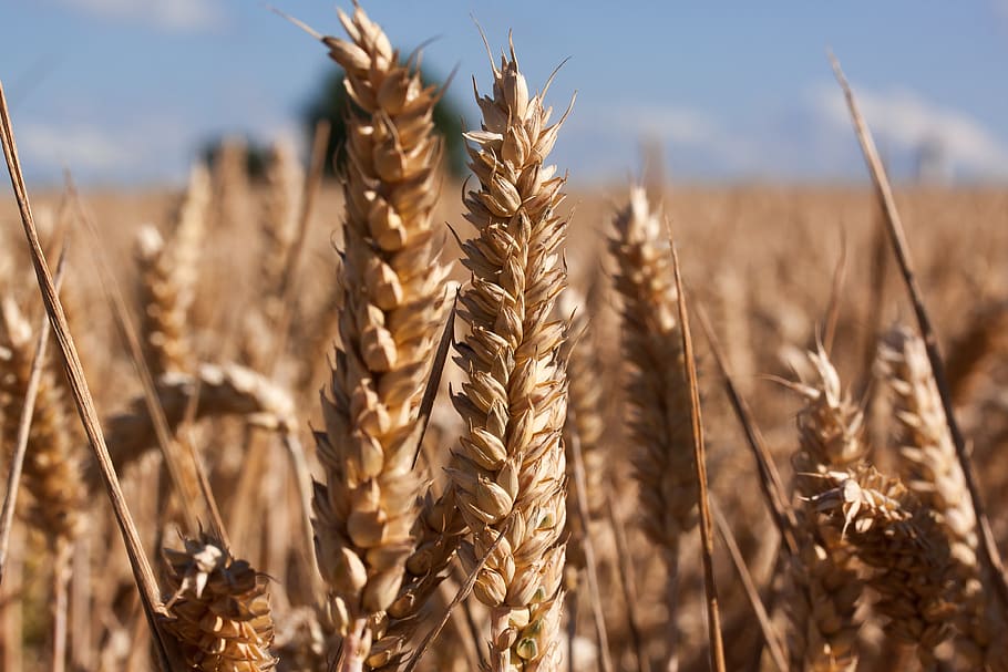 Brown Wheat Under Blue Sky, bread, close-up, crop, daylight, dry HD wallpaper