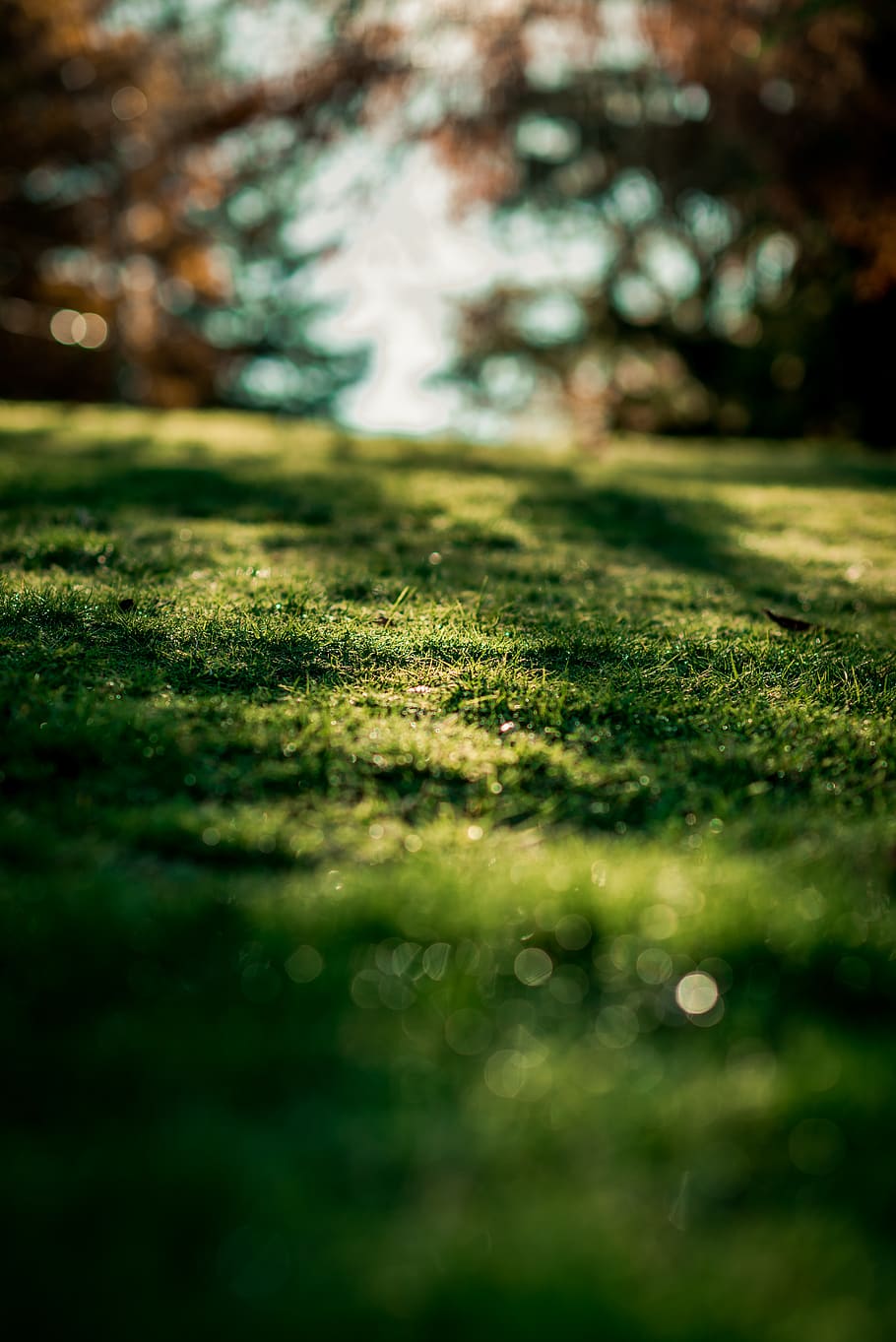 green grass, plant, flora, burnaby, canada, field, lawn, bush HD wallpaper
