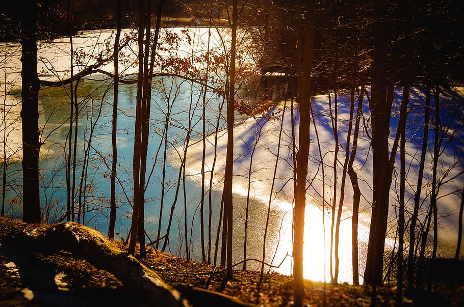 trees, lake, forest, michigan, winter, color, snow, plant, tranquility HD wallpaper