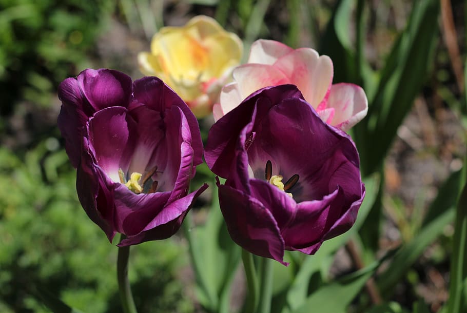 tulips, purple, spring, flowers, garden, colorful, tulipa, petals HD wallpaper