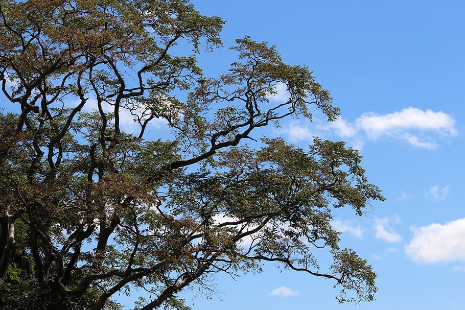 branch, tree, nature, twigs, sky, plant, low angle view, growth HD wallpaper