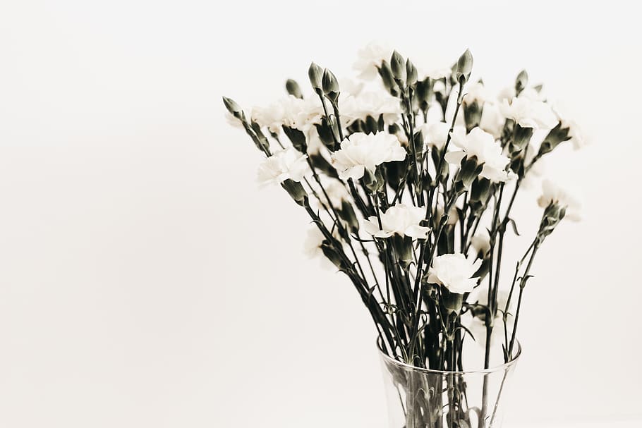 white petaled flowers, plant, vase, blossom, jar, pottery, flower arrangement HD wallpaper