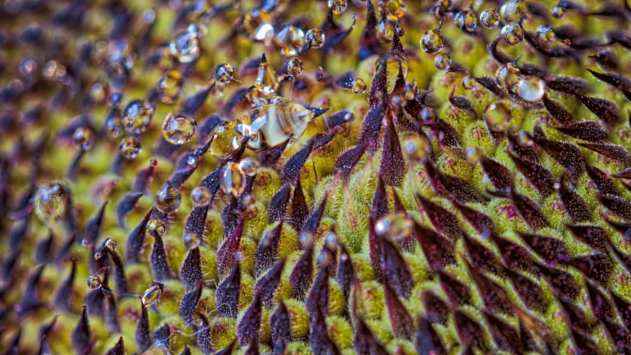 nectar, sunflower, close up, blossom, bloom, nature, plant HD wallpaper