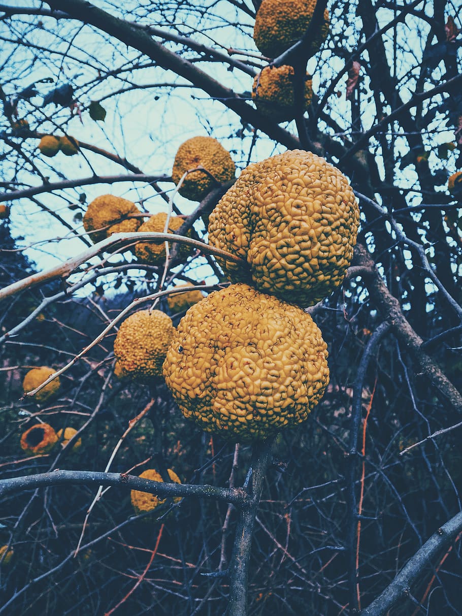 türkiye, bursa, tree, forest, nature, natural, fruit, plant HD wallpaper