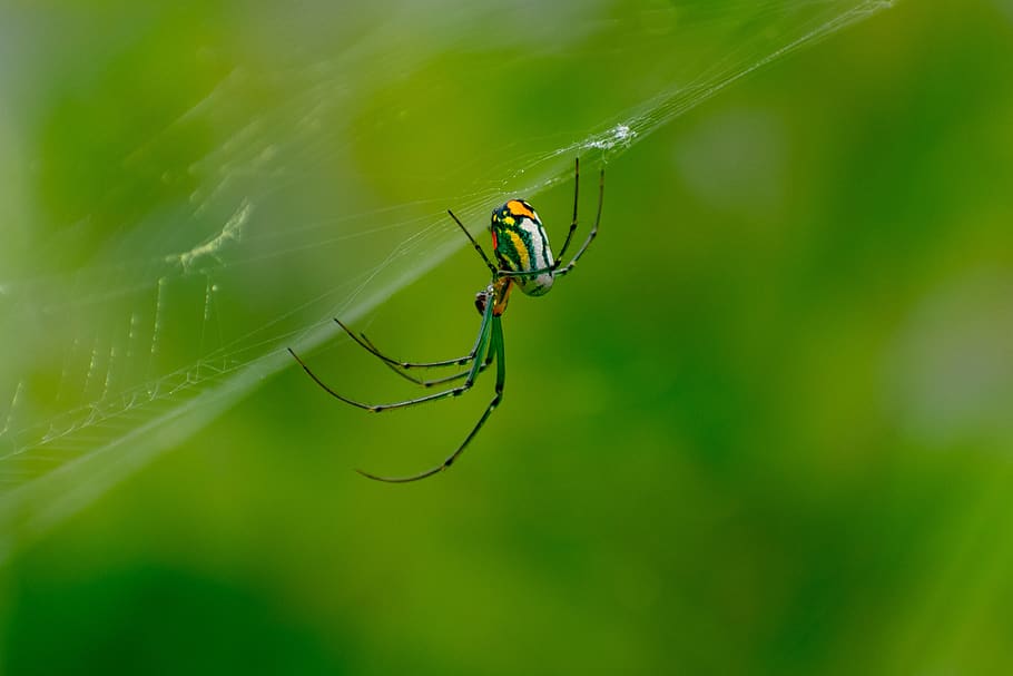 orb-weaver, spider, nature, macro, web, arachnid, closeup, garden HD wallpaper