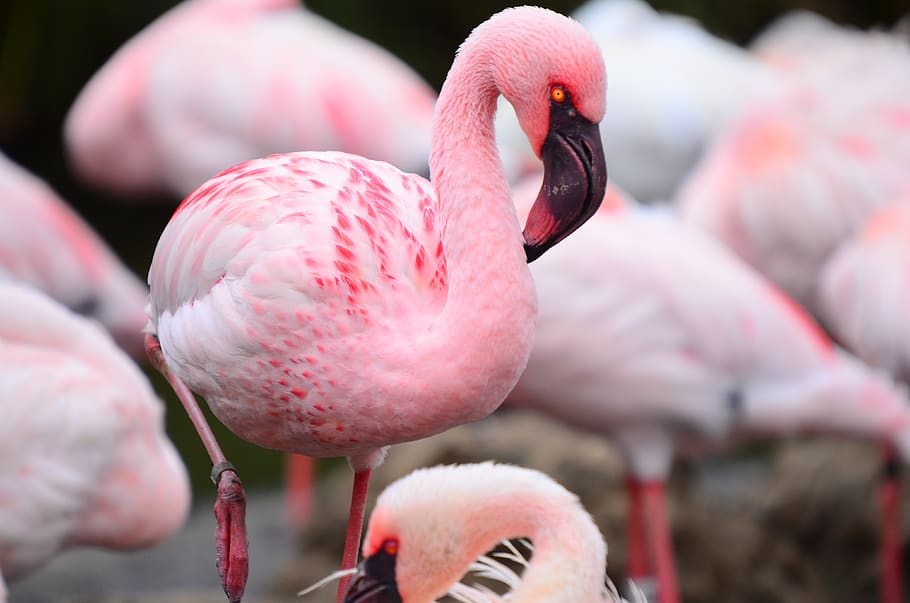 flamingo, pink, bird, pink color, animal themes, vertebrate HD wallpaper