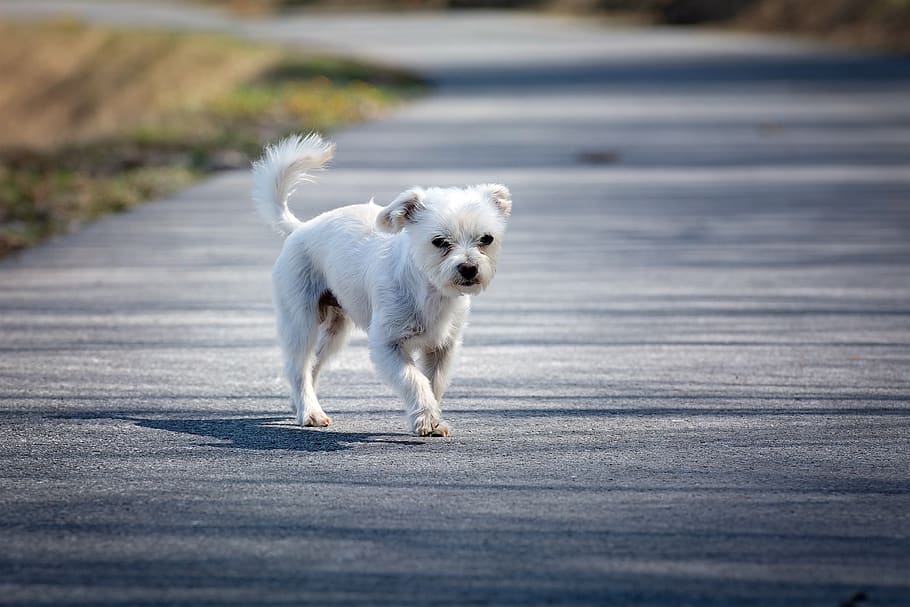 dog, white, out, road, small, small dog, maltese-havanese, hybrid HD wallpaper