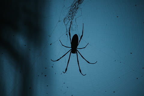 mauritius, wallpaper, spider web, dark, dangerous, black, animal HD wallpaper
