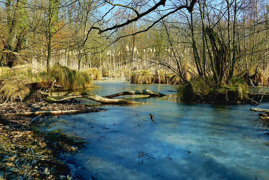 waters, ice, iced, nature, river, tree, plant, tranquility, HD wallpaper