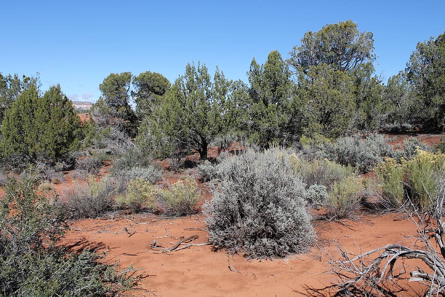 sand, utah, nature, tree, plant, growth, land, sky, tranquil scene HD wallpaper