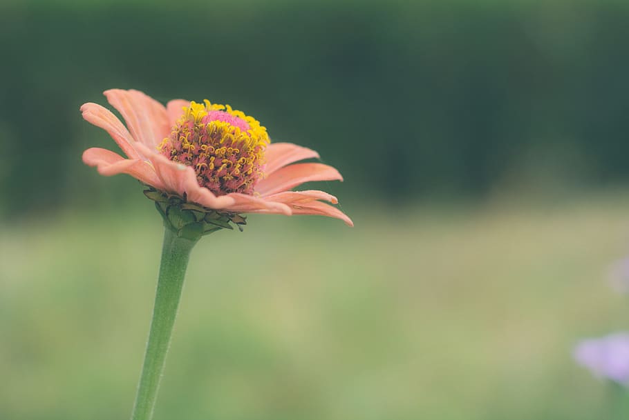 Shallow Focus Photo of Pink Flower, blur, bright, close-up, color HD wallpaper