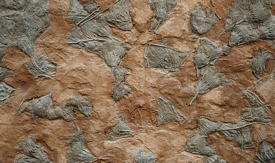 brown and gray concrete wall, soil, rock, animal, bird, archaeology HD wallpaper