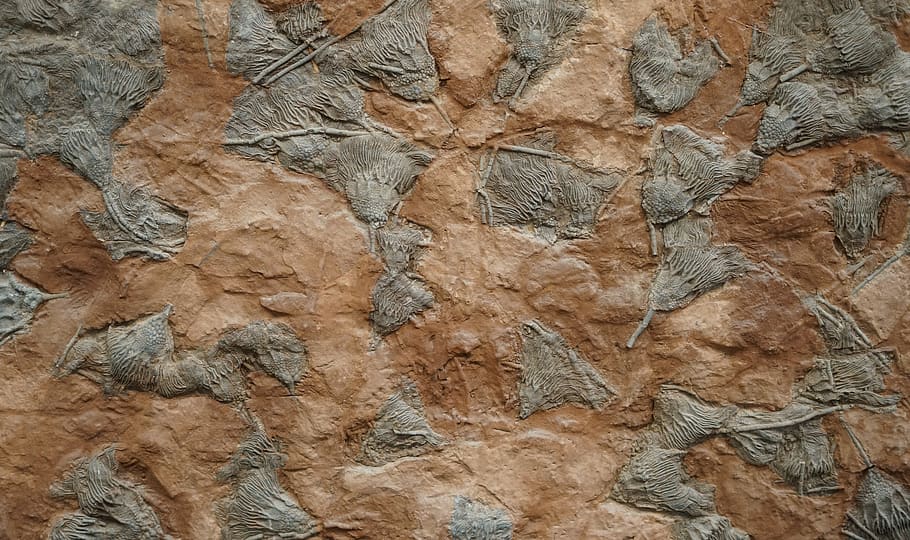 brown and gray concrete wall, soil, rock, animal, bird, archaeology, HD wallpaper