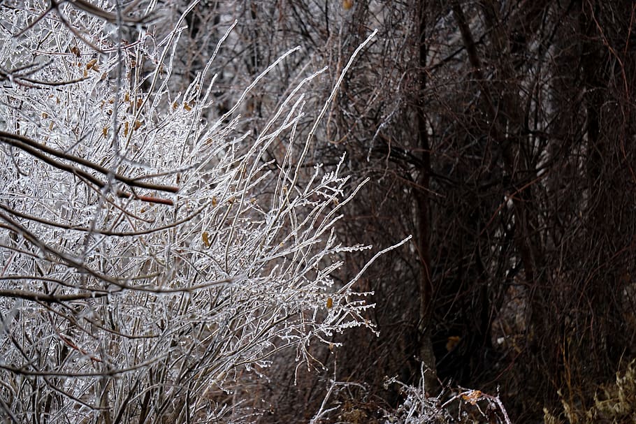 brown trees, ice, nature, outdoors, snow, frost, winter, plant HD wallpaper