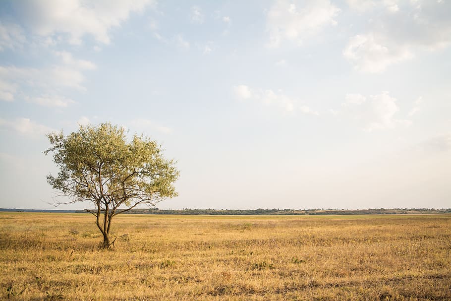 green leafed tree near withered grass, landscape, environment HD wallpaper