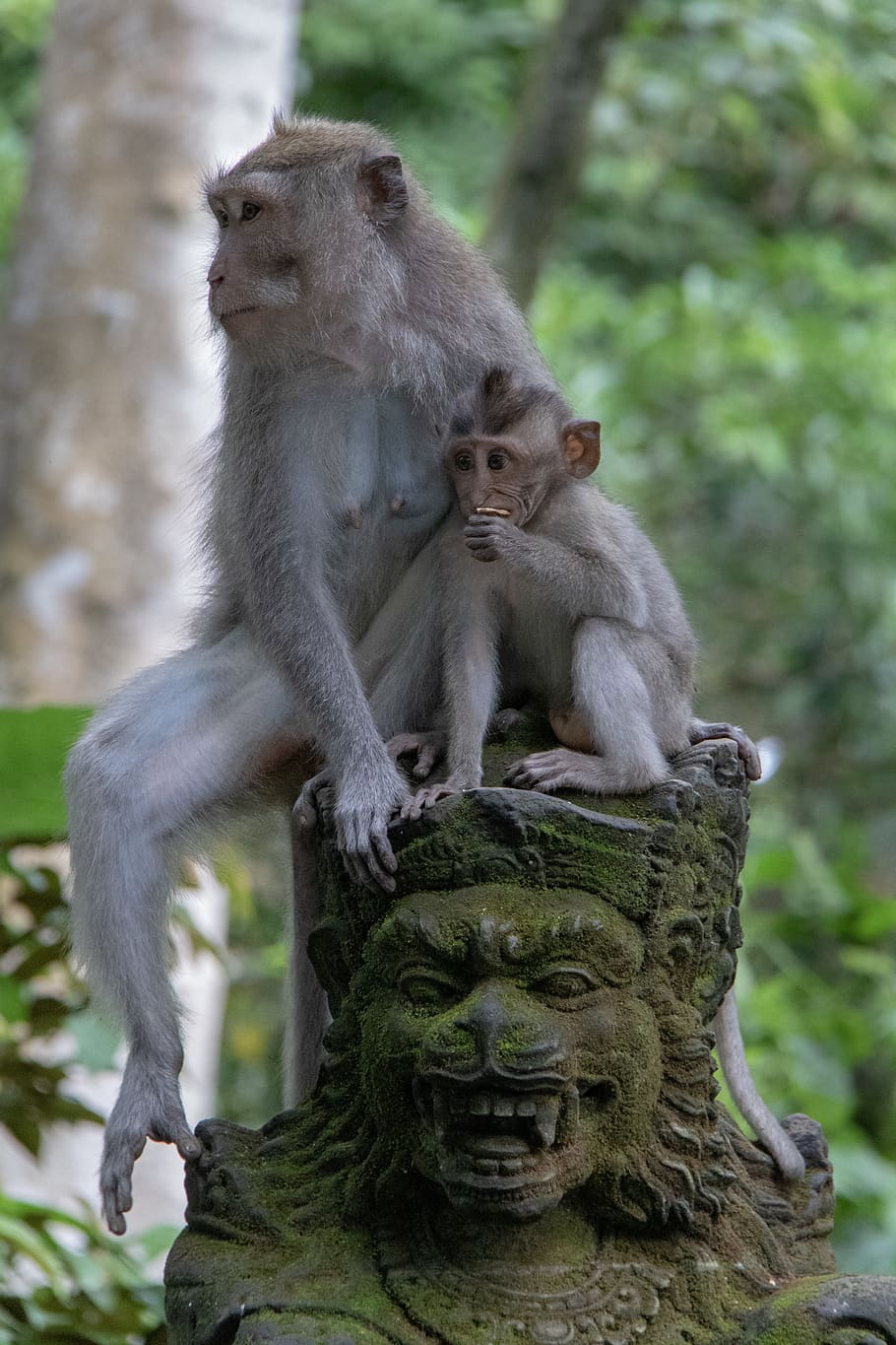 two primates, mammal, group of animals, animals in the wild, two animals HD wallpaper