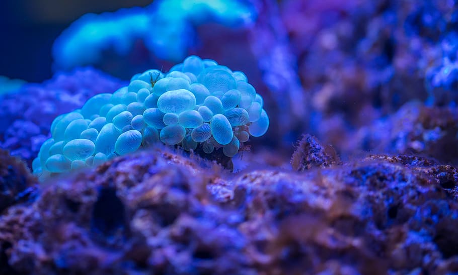 Macro Photography of Bubble Coral, aquatic, beautiful, biology