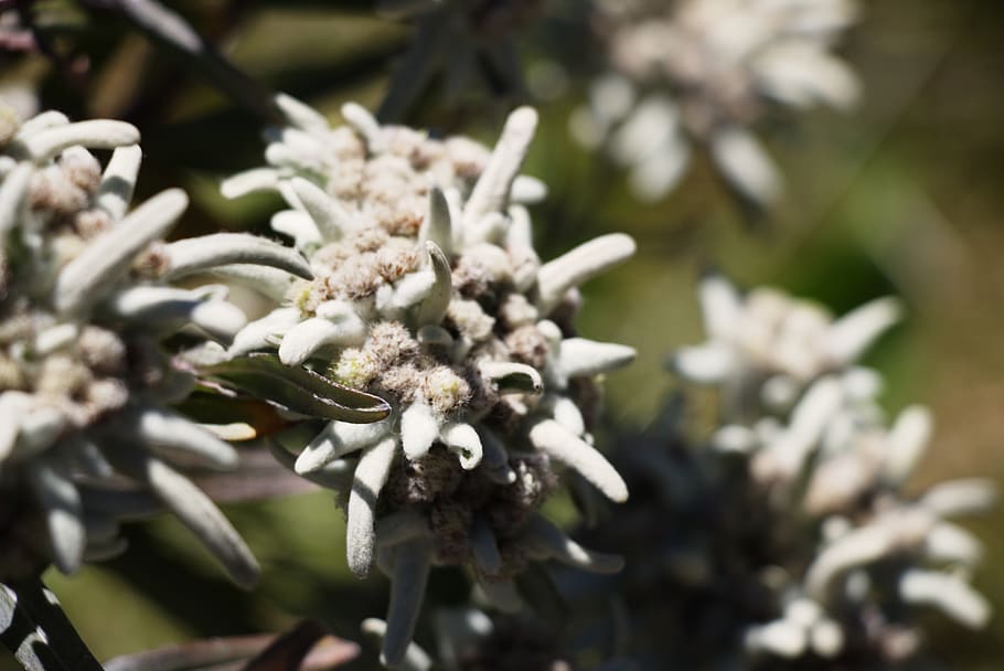 edelweiss, alpine, nature conservation, plant, flower, growth HD wallpaper