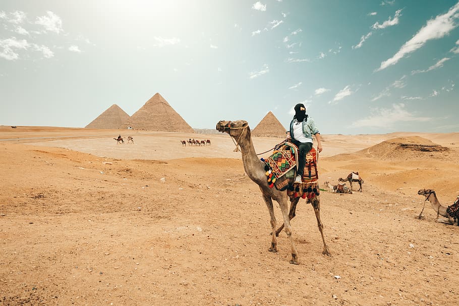 man riding camel, domestic animals, mammal, desert, land, working animal HD wallpaper