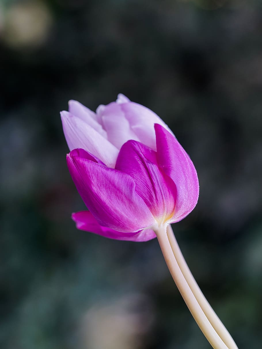 two tulips, spring, joy, tulip duo magenta, purple, violet, HD wallpaper
