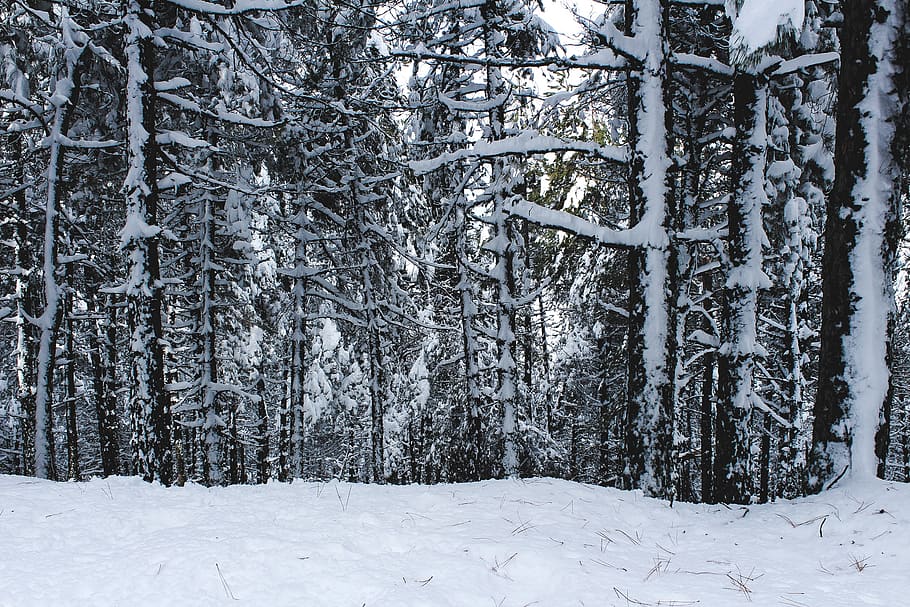 snow covered trees, plant, fir, abies, outdoors, nature, forest HD wallpaper