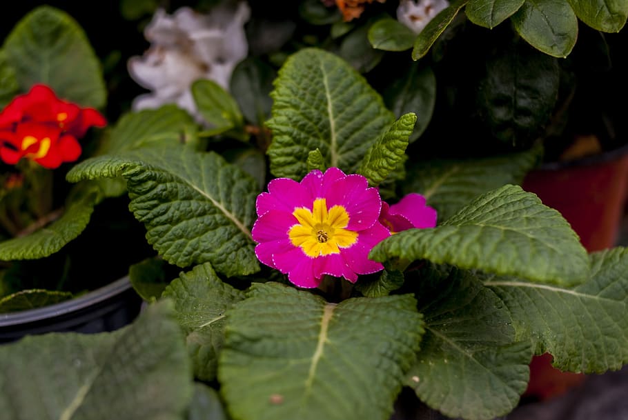 nature, flower, leaf, plant, flowering plant, beauty in nature HD wallpaper