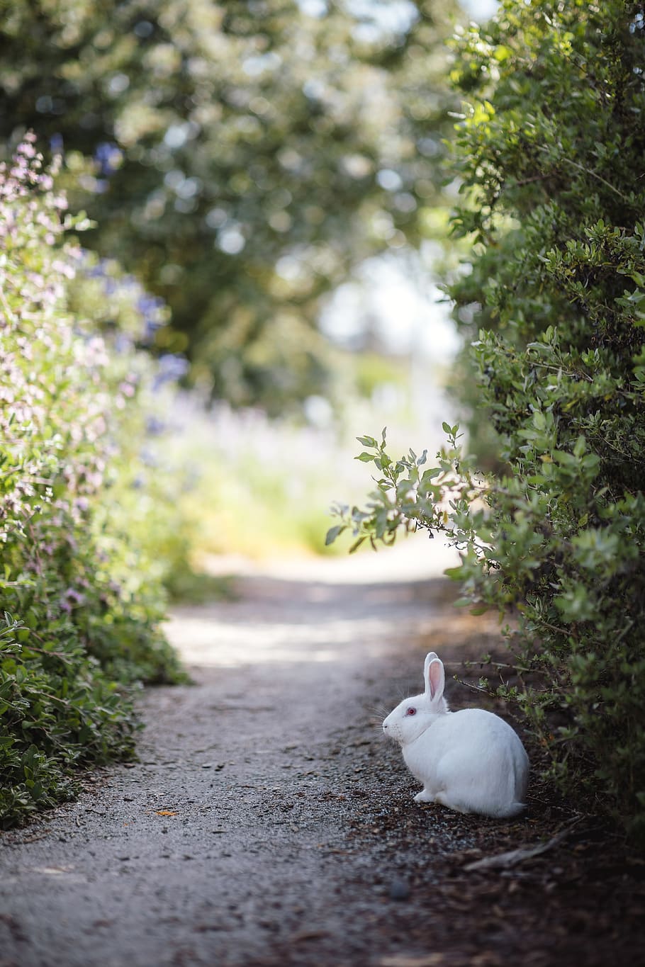 white rabbit beside plants, animal themes, vertebrate, one animal HD wallpaper